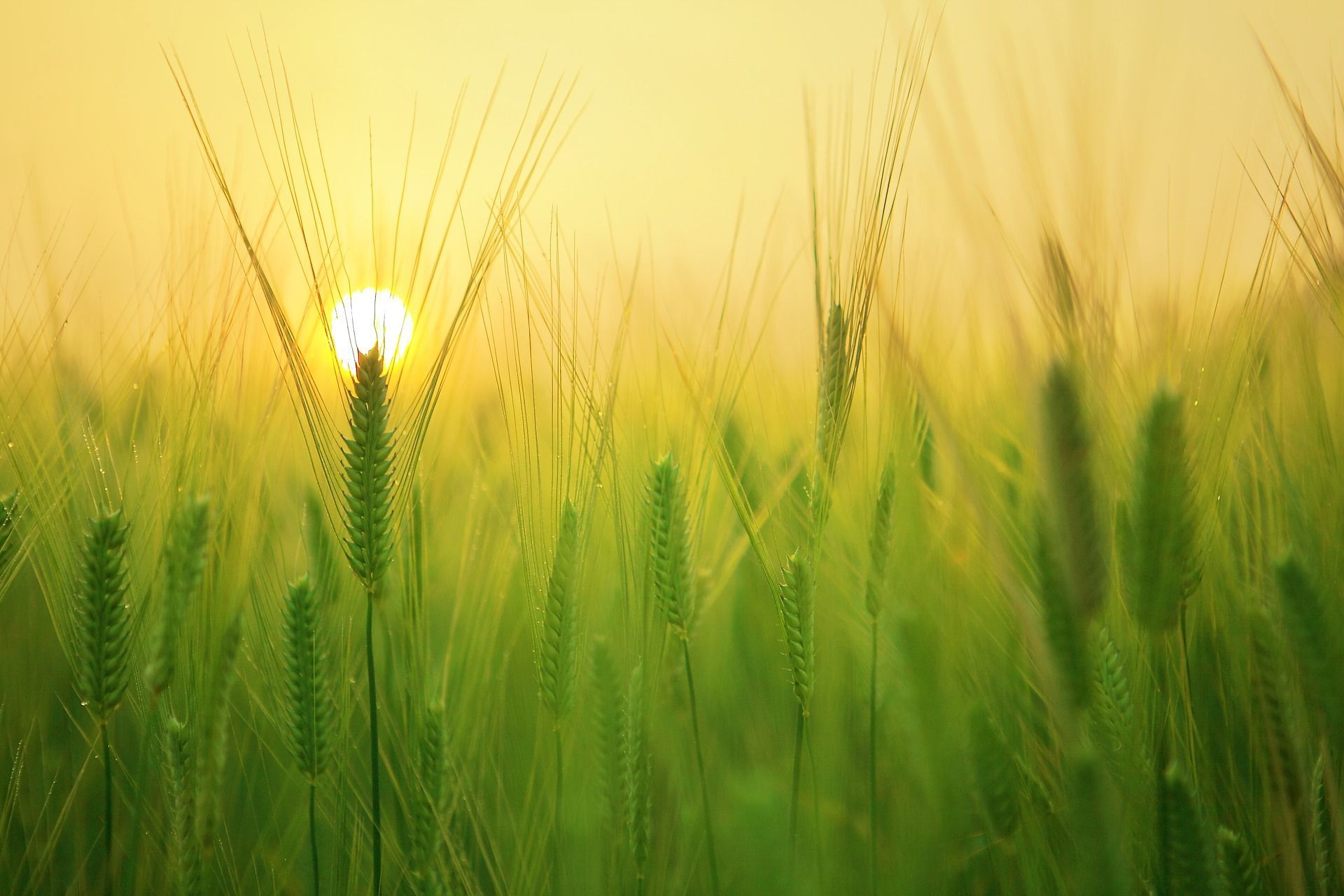 Barley Field 1684052 1920